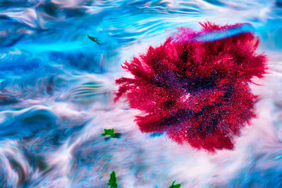 Close-up of red flower in water