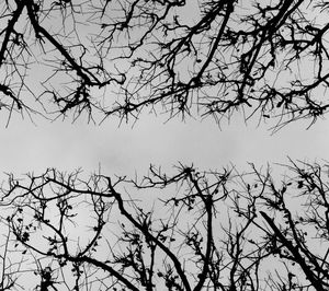 Low angle view of bare tree against clear sky