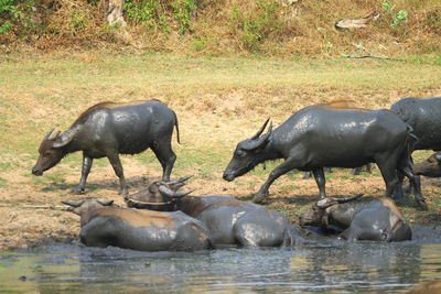 Elephant in a lake