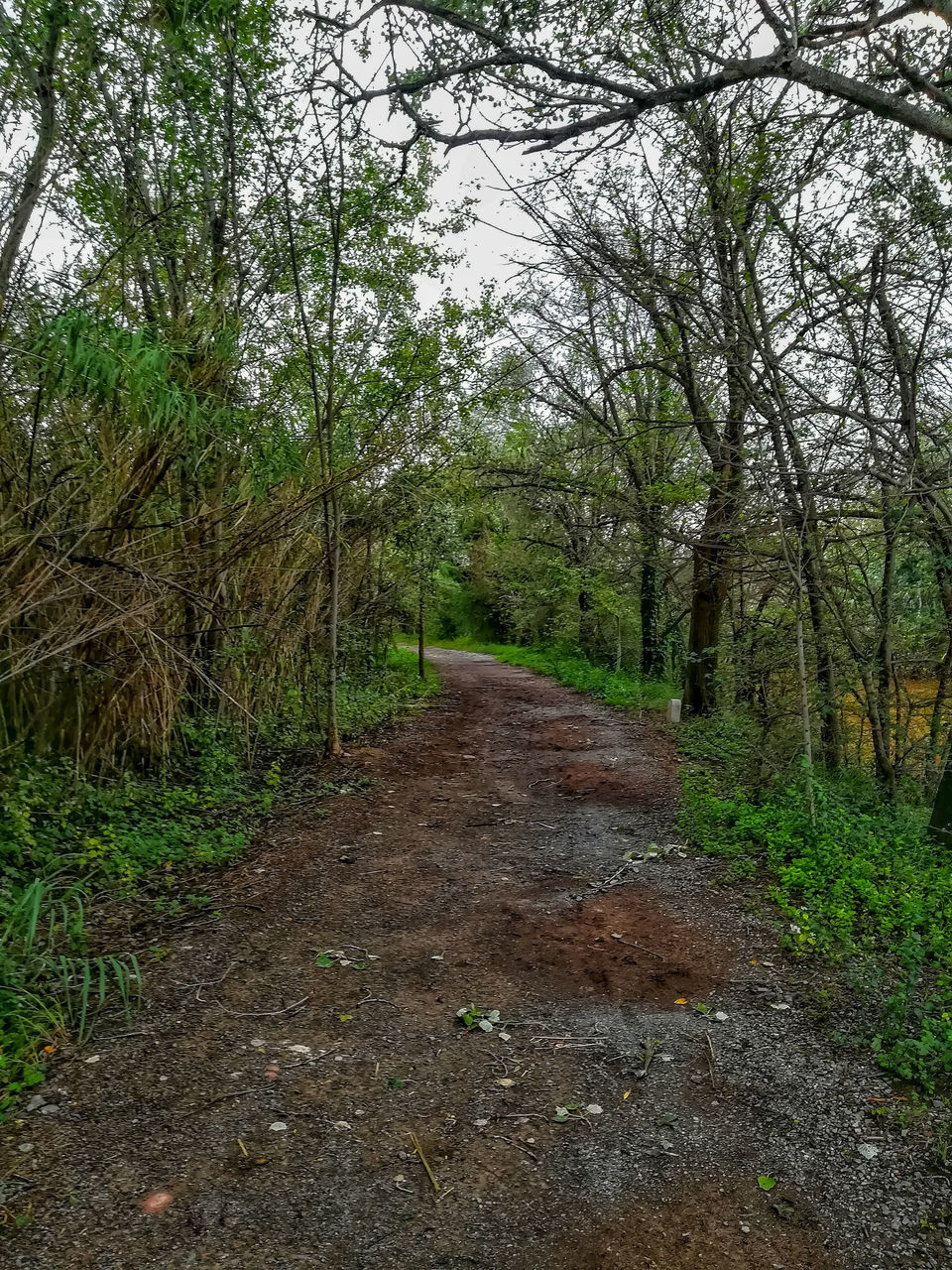 ROAD AMIDST TREES AND PLANTS IN FOREST