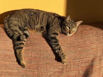 Gorgeous green-eyed tabby cat with a faraway look about to take a restoring mid afternoon nap