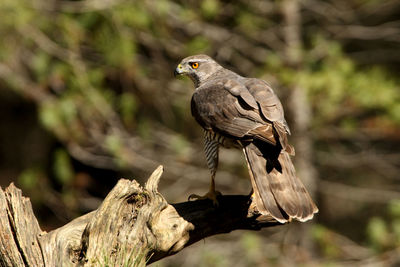 Close-up of bird perching on branch