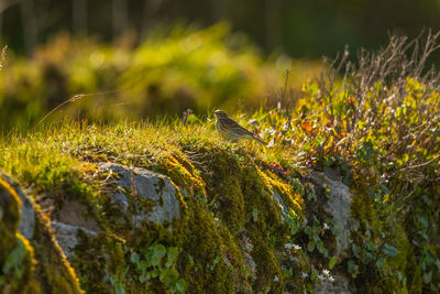 Bird perching on rock