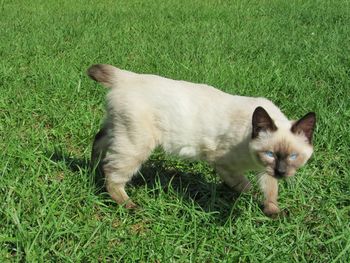 High angle view of cat on field