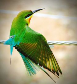 Close-up of bird against blurred background