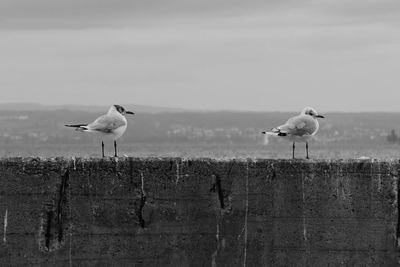 Seagull perching on a sea