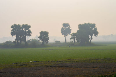 Scenic view of field against sky during foggy weather in rural area of bangladesh.
