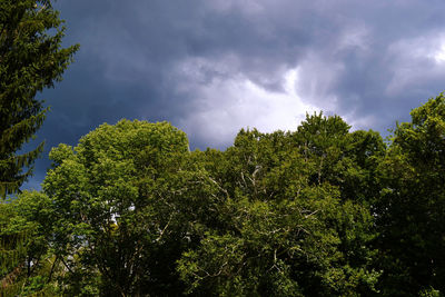 Low angle view of trees against cloudy sky