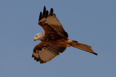 Low angle view of kite flying in sky