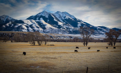 Snowcapped mountains backdropping cattle just outside of yellowstone national park.