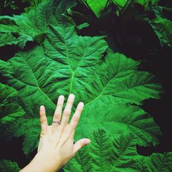 Close-up of cropped hand