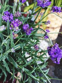 Close-up of purple flowers