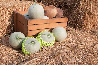 High angle view of cantaloupes on straws