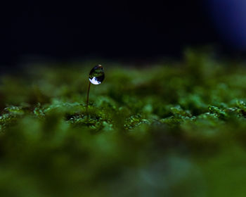 Close-up of moss with water droplet