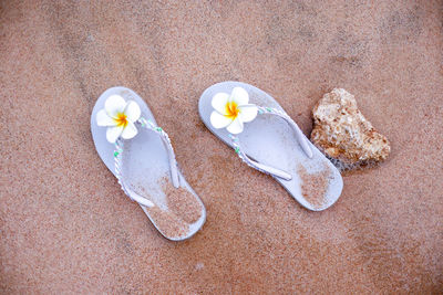 High angle view of white rose on sand