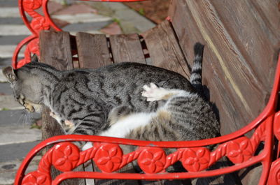 Close-up of a cat sleeping