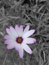 Close-up of purple flower