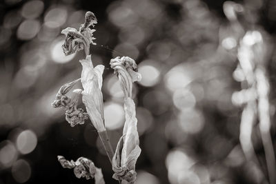 Close-up of flowers blooming outdoors