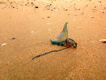 High angle view of crab on sand