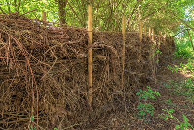 Stack of bamboo trees in forest