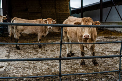 Cow standing in a fence