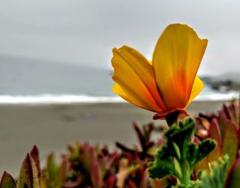 Close-up of yellow flower against sea