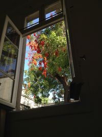 Low angle view of trees seen through window