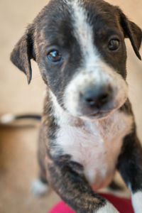 Close-up portrait of dog