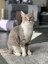 Portrait of cat sitting on floor