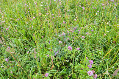 High angle view of purple flowering plants on field