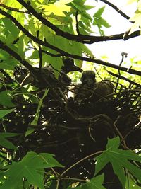 Low angle view of a tree