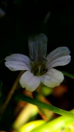 Close-up of white flowers