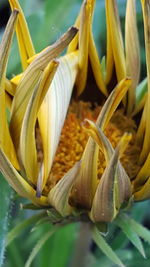 Close-up of yellow flower