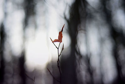 Close-up of grasshopper on plant