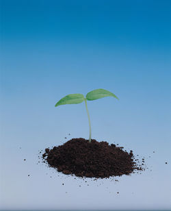 Close-up of leaf and mud over blue background