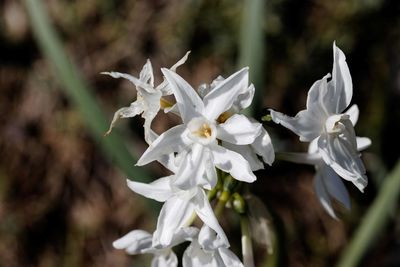 Close-up of white flowering plant