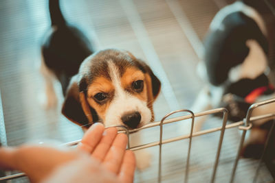 Cropped image of hand touching puppy