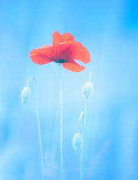 Close-up of blue flower against sky