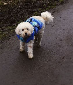 Portrait of puppy