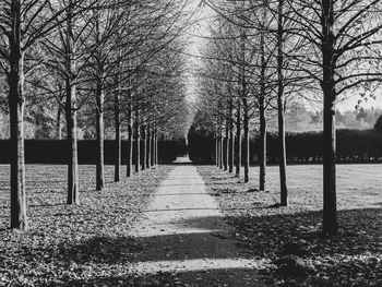Footpath amidst bare trees in park