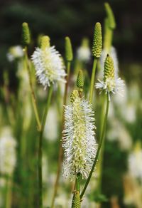 Close-up of dandelion