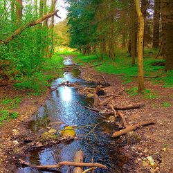 Road passing through forest