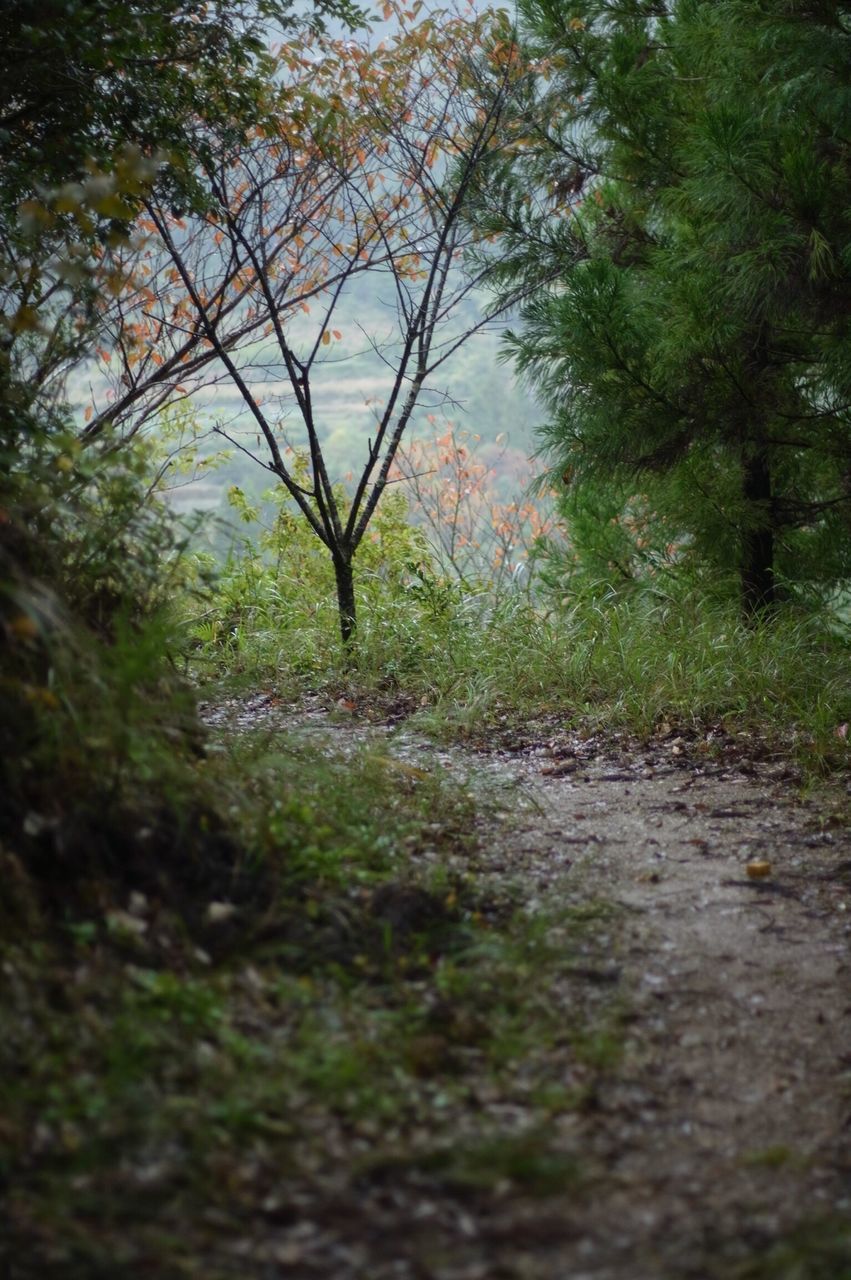 tree, growth, tranquility, nature, green color, forest, branch, beauty in nature, tranquil scene, leaf, day, selective focus, plant, outdoors, no people, scenics, footpath, the way forward, sunlight, tree trunk