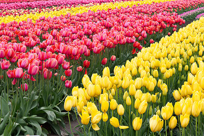 Red tulips in field