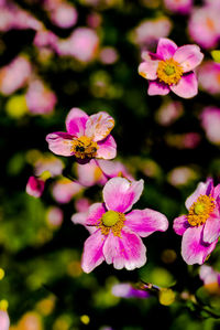 Close-up of pink flowering plant