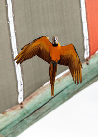 Close-up of bird perching outdoors