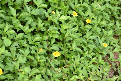 Full frame shot of yellow flowering plants