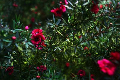 Close-up of pink flowering plants