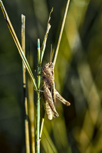 Close-up of insect on plant