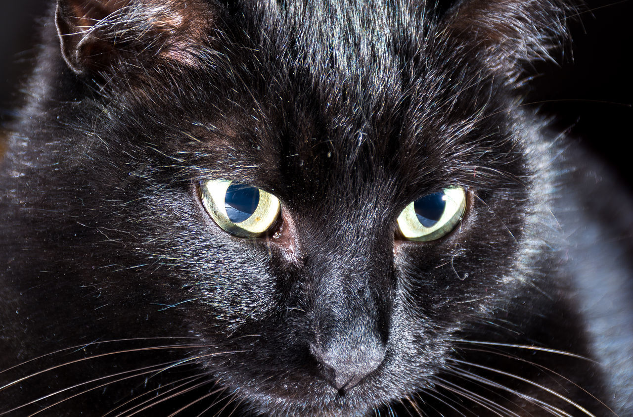 CLOSE-UP PORTRAIT OF CAT